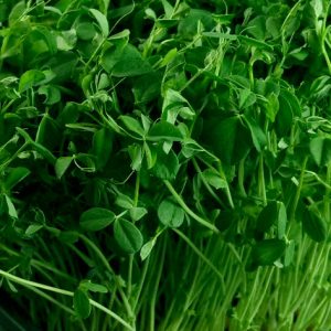 Peashoot Microgreen 4 oz.