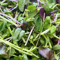 Supercharge Mild Mix Microgreens - 2 oz.